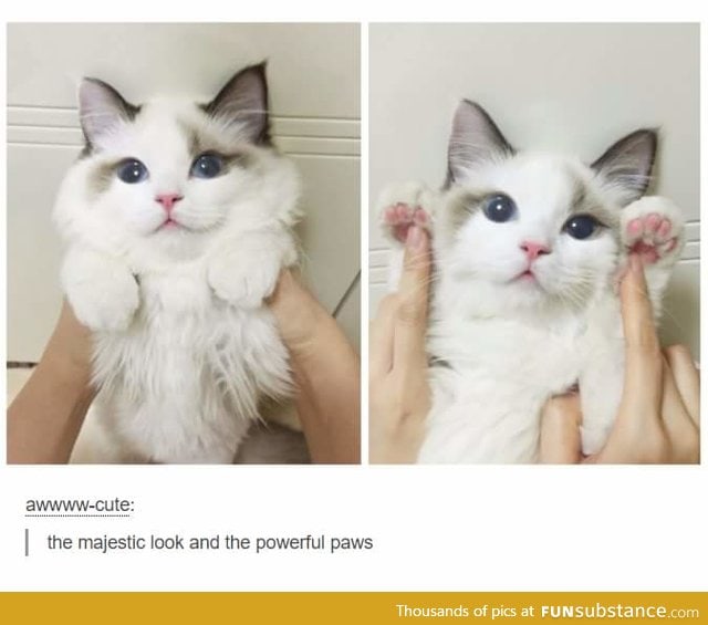 Look at the majestic pawssss!