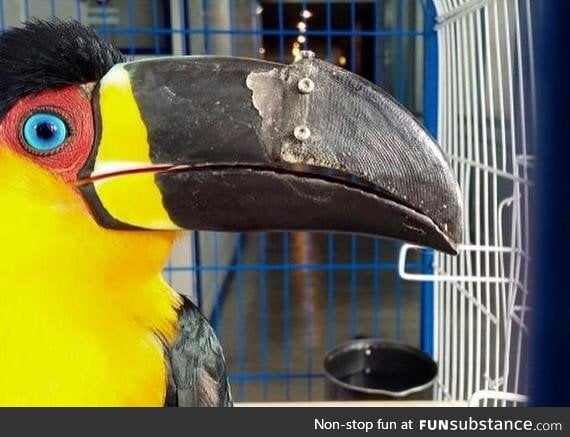 Injured Toucan receives a 3D printed beak