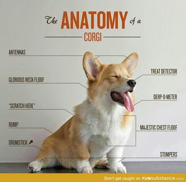 Corgi Anatomy