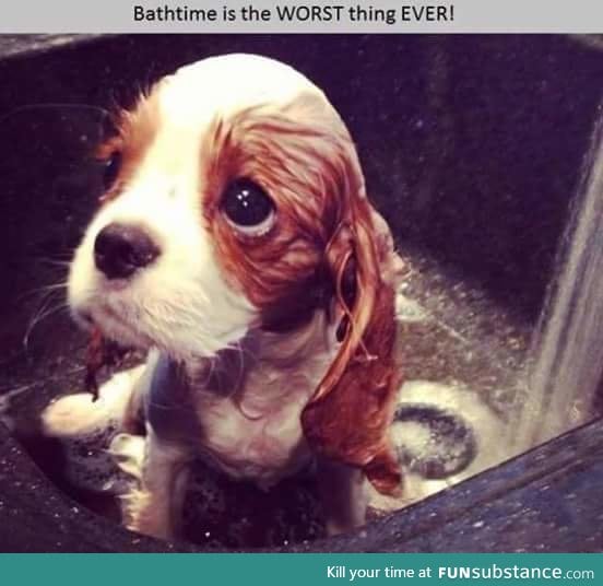 They never like bath time