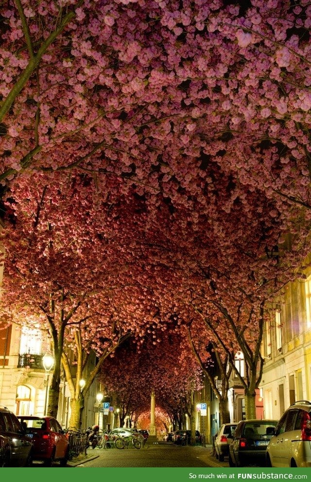 Cherry Blossoms in Bonn, Germany