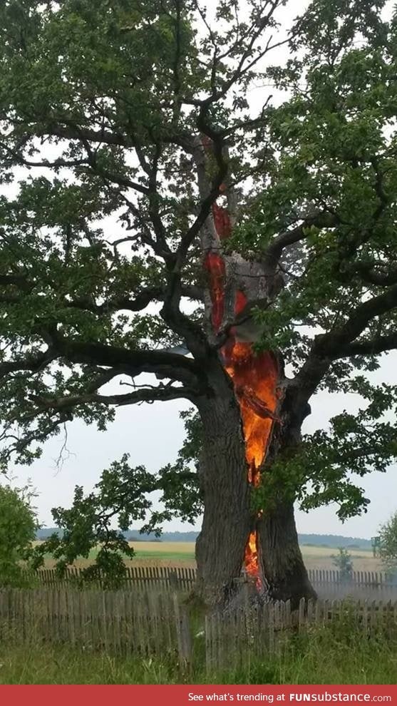 Oak tree hit by Lightning in Lithuania, Kretinga county