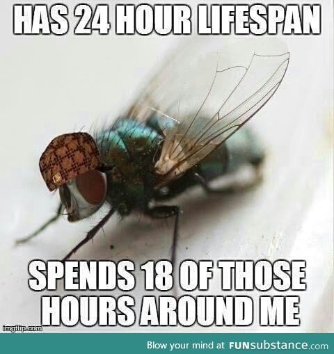 Damn houseflies