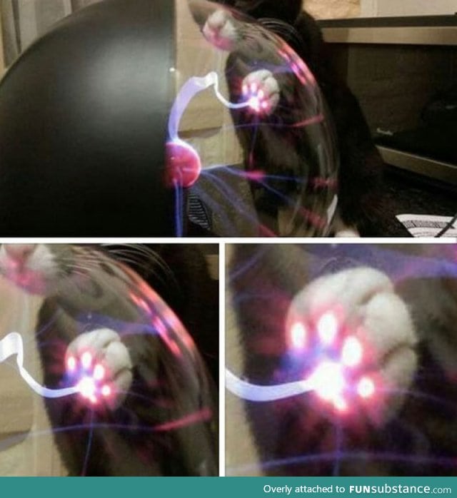 This is what Happens When A Cat Touches A Plasma Ball