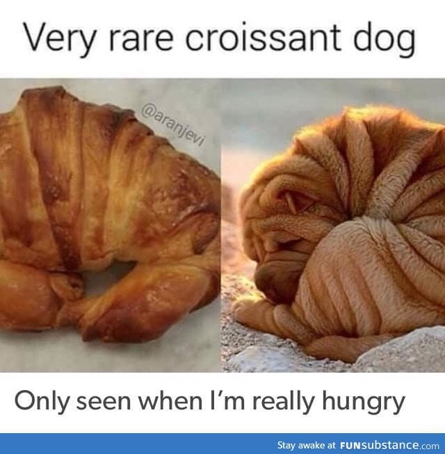 Croissant dog breed