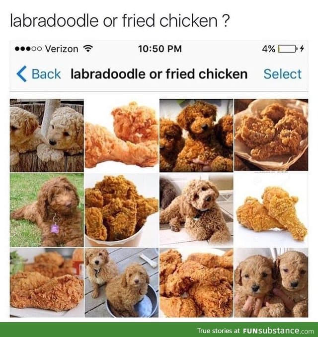 Fried Labradoodle