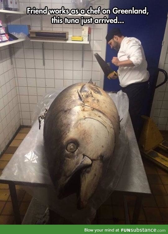That's one huge ass fish