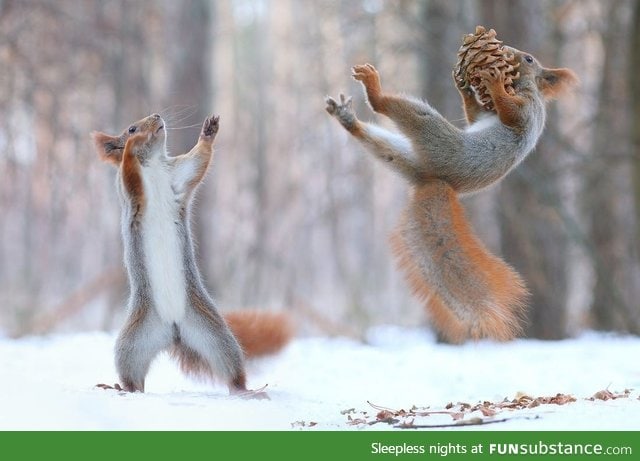 Squirrel using The Force