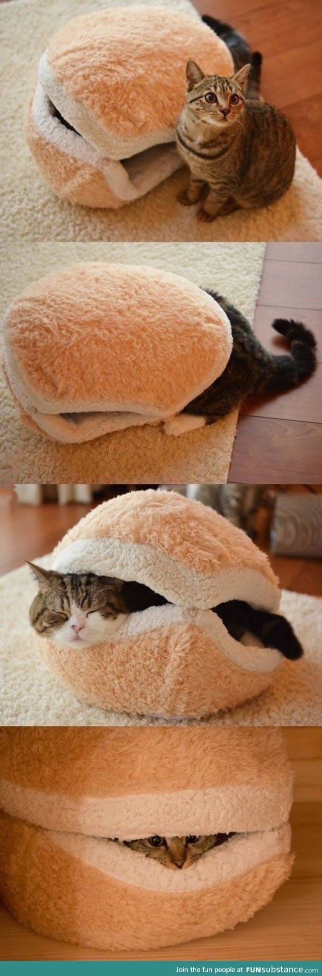 Cat in a bun