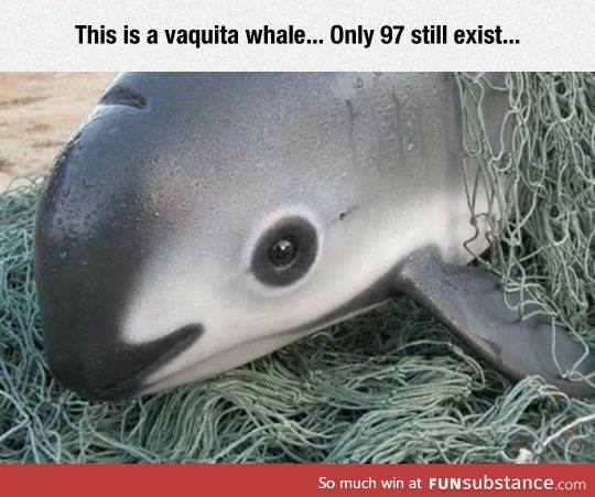 Also known as the Vaquita porpoise