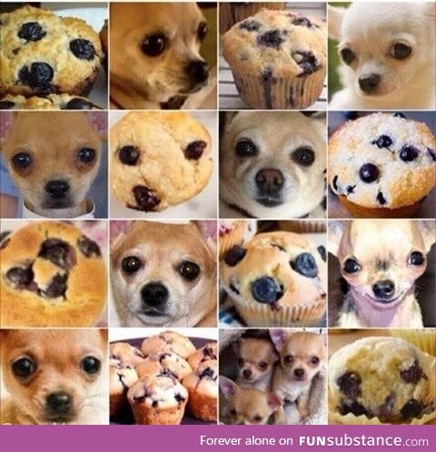 Dog or Muffin?