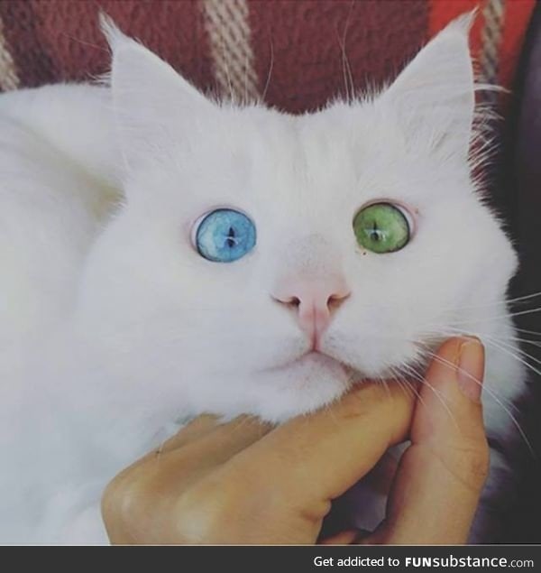 A cat with heterochromia