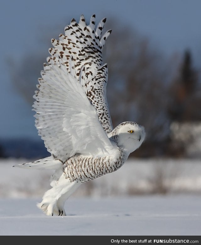 Ridiculously photogenic smug owl - FunSubstance