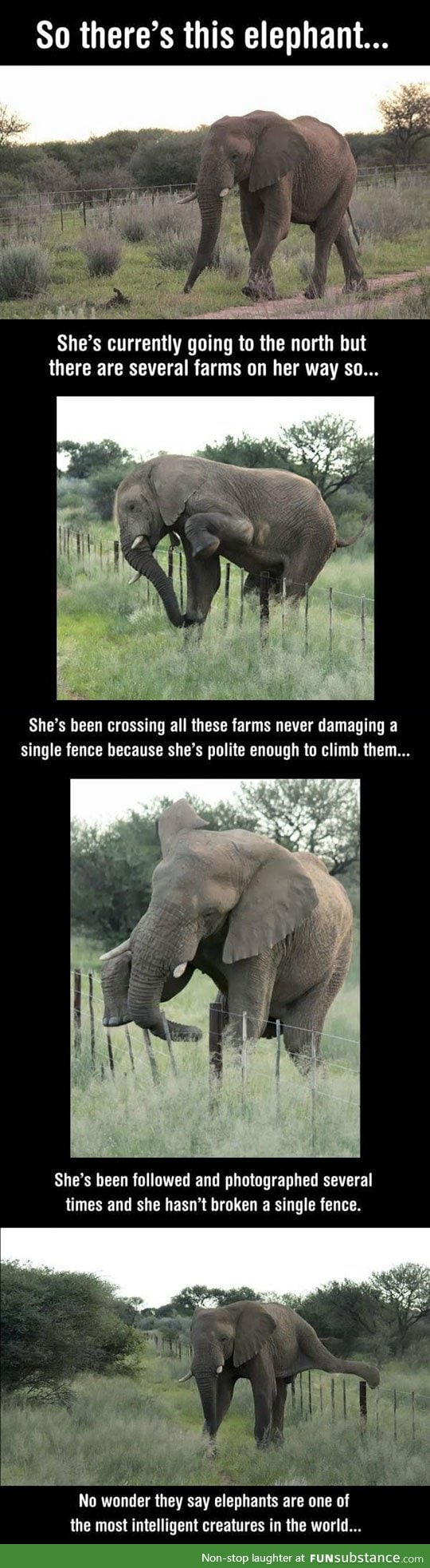 This elephant is special