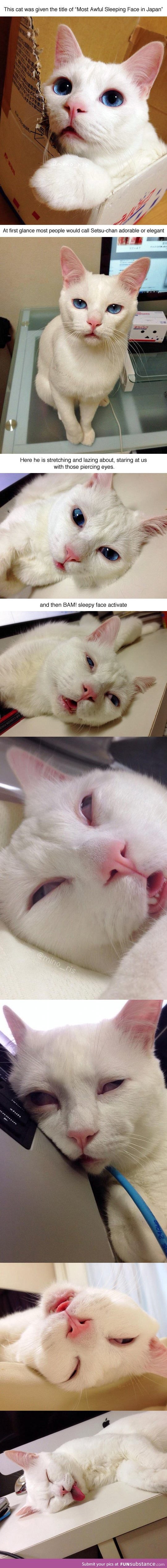 This cat has the funniest sleeping face ever