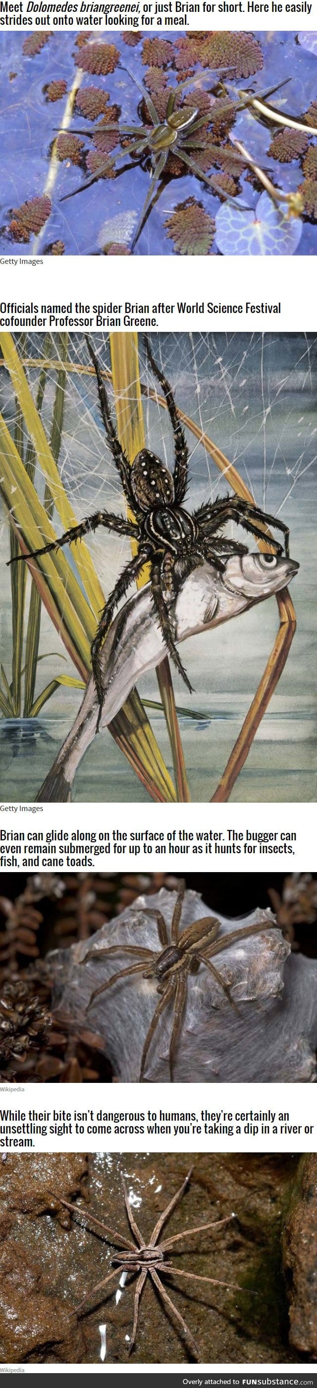 This Australian Spider Can Walk On Water And Hunt For Fish