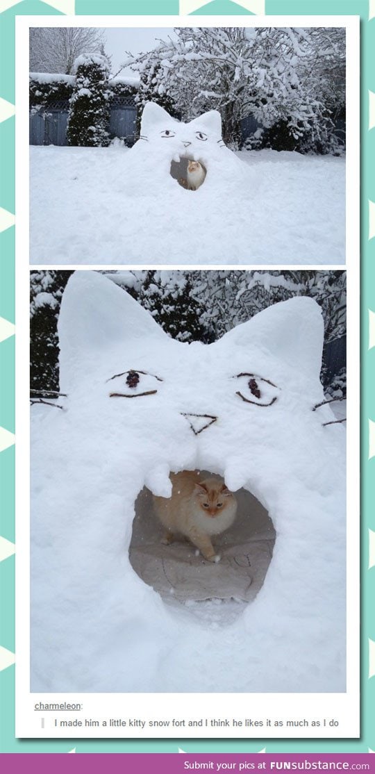 Cat has a snow fort