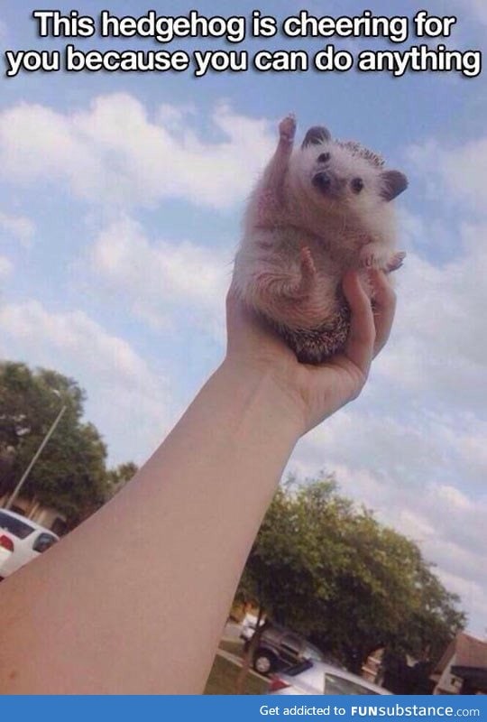 This hedgehog is here to cheer you on!
