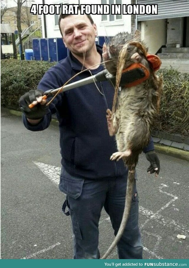 Holy crap! A 4 foot rat?!