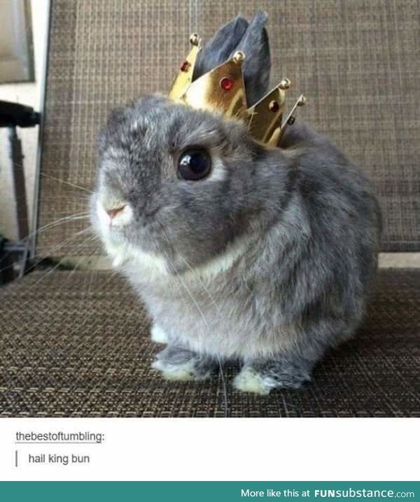 All hail the fluffy king!