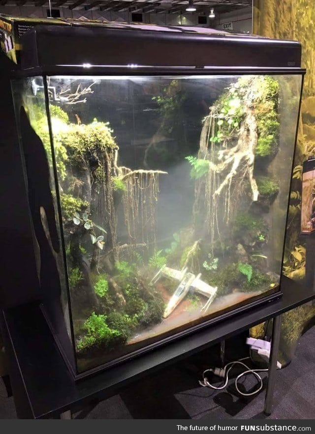From-Terrarium geek - May the force be with you
