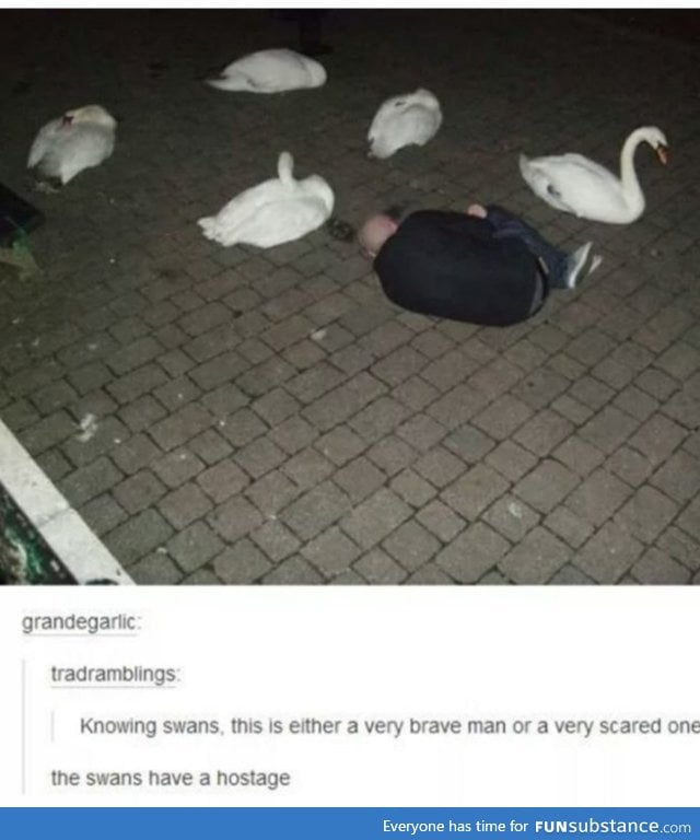 Are swans really that bad tho?
