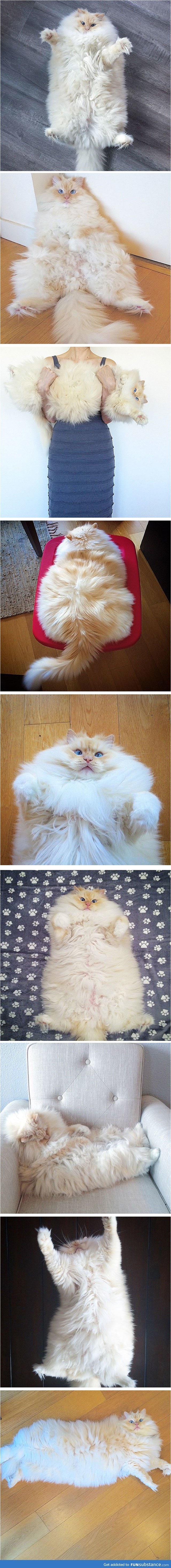 This Majestic Cat Has Cloud-Like Fur