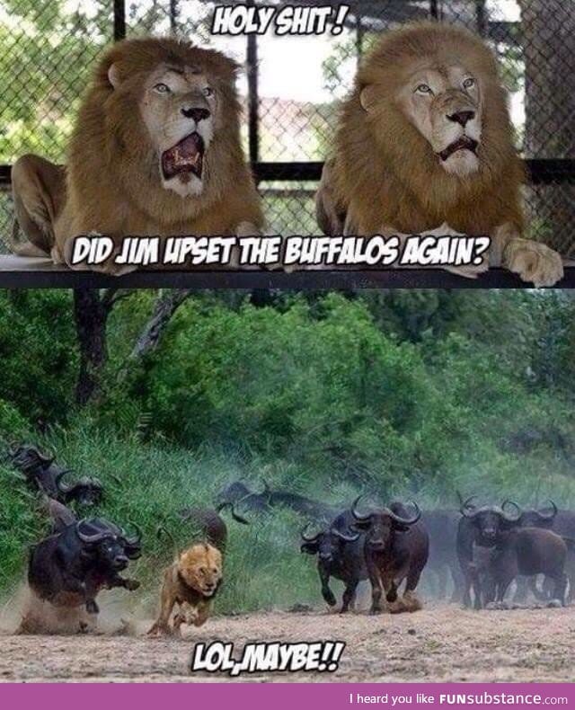 Run lion run!