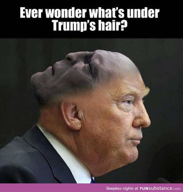 What's under Trump's hair