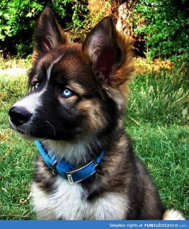 A Husky mixed with a German Shepard is the cutest thing ever!