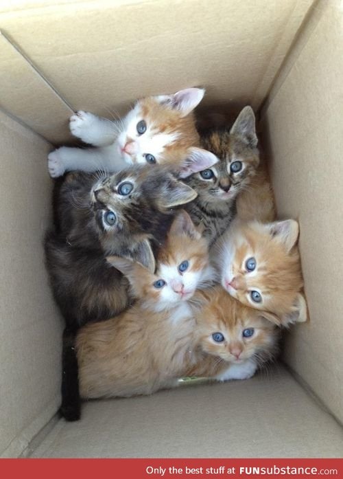 here have a box of kittens