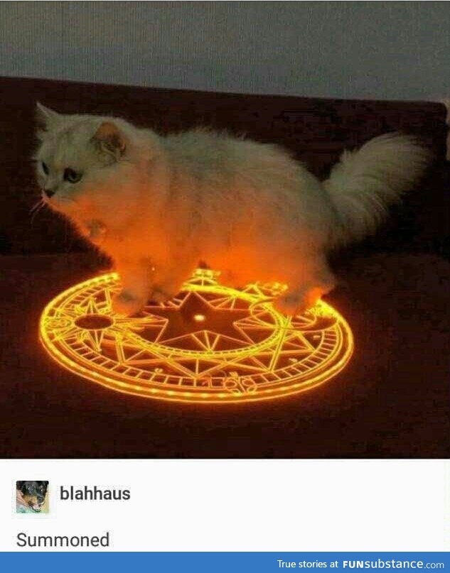 if I could summon cats, I really would honestly