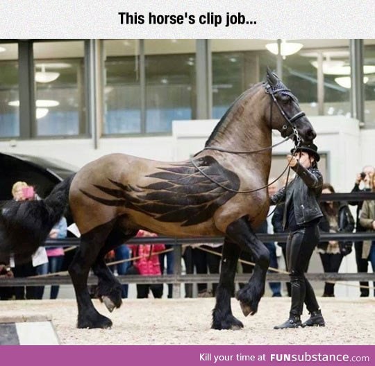 Amazing horse clip job