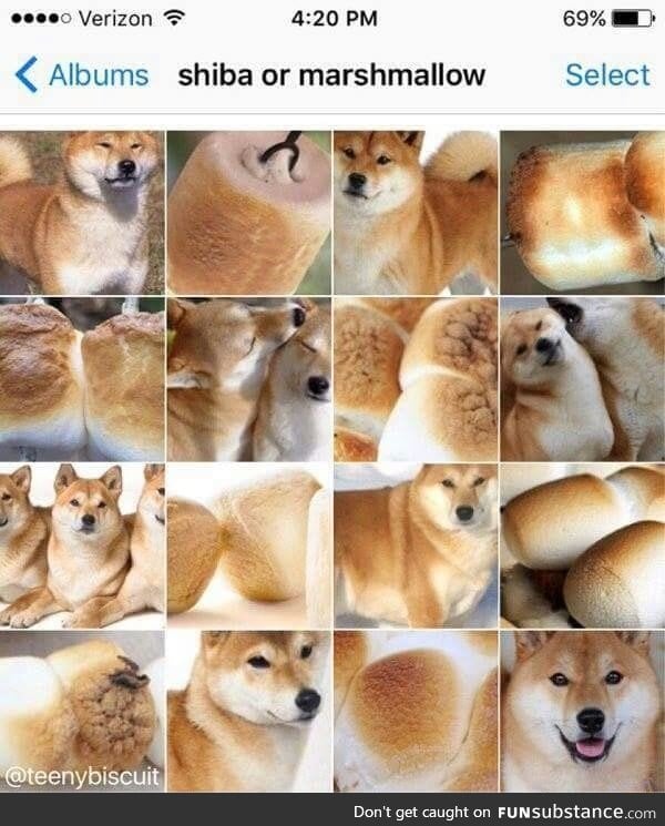 Shiba or marshmellow