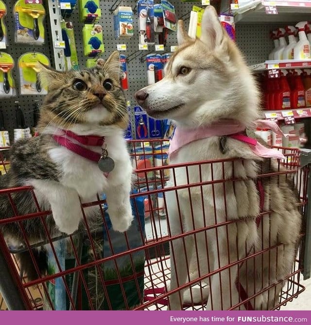 At the pet store