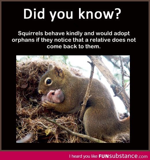 Good Guy Squirrel