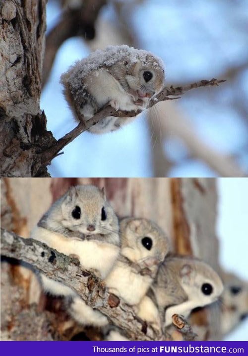 Japanese Flying Squirrels