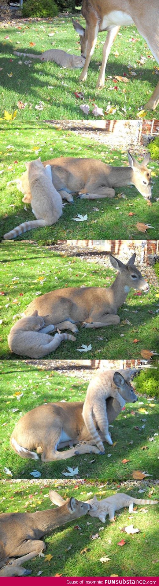 Cat And Deer Are Best Friends