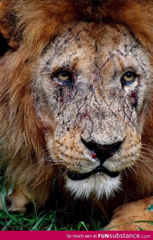 Scars of a king