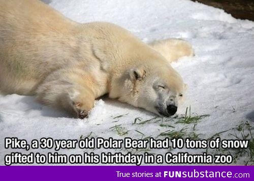 Lucky polar bear