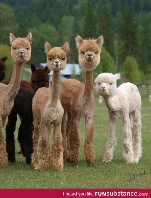 Shaved Alpacas