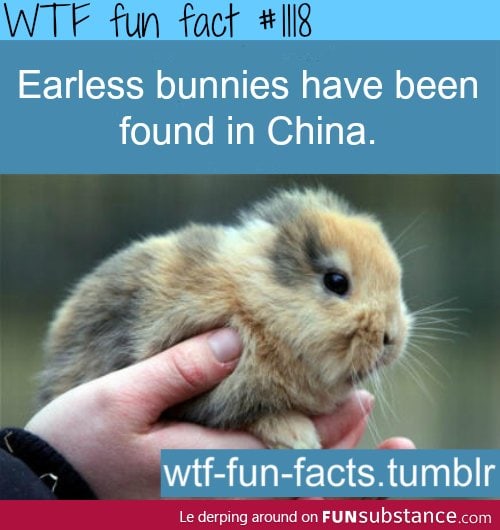 earless bunny