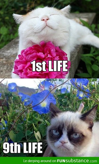 Lives of a cat