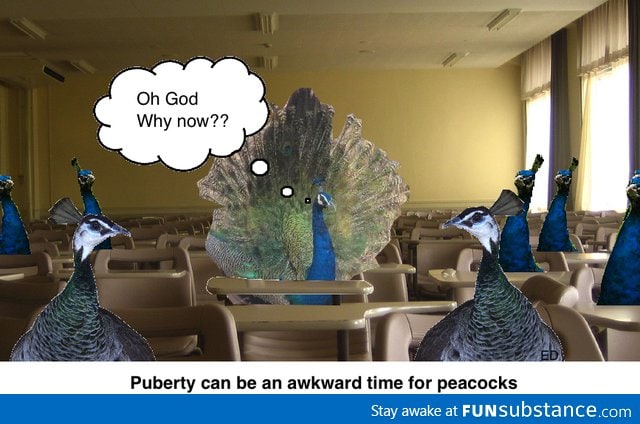 Peac*ck puberty