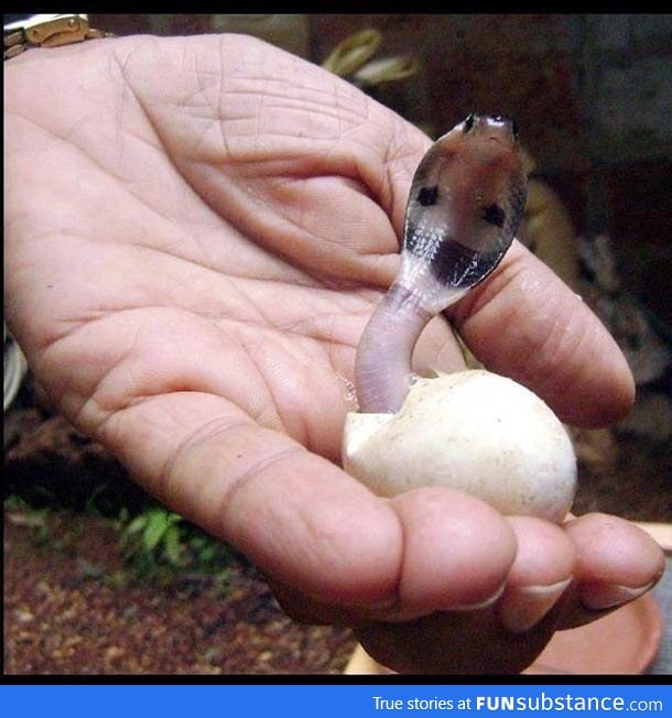 Cute baby cobra