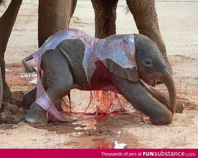 New Born Elephant