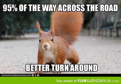 Squirrel Logic