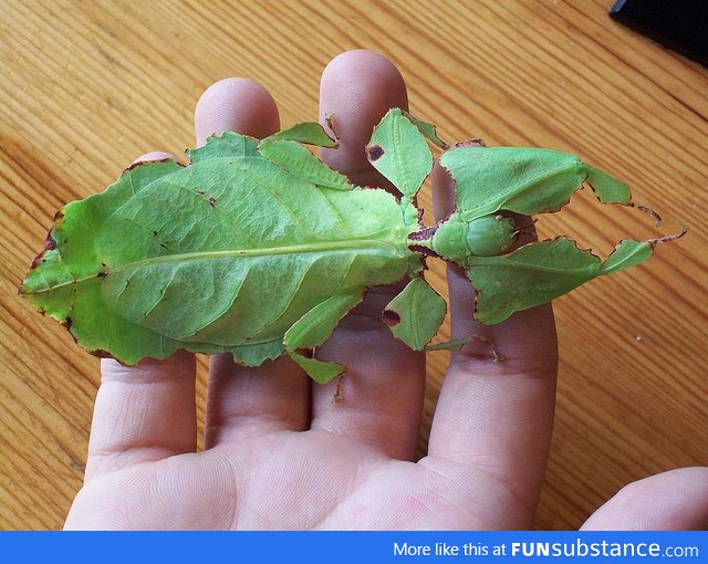 Here's a Living Leaf Insect