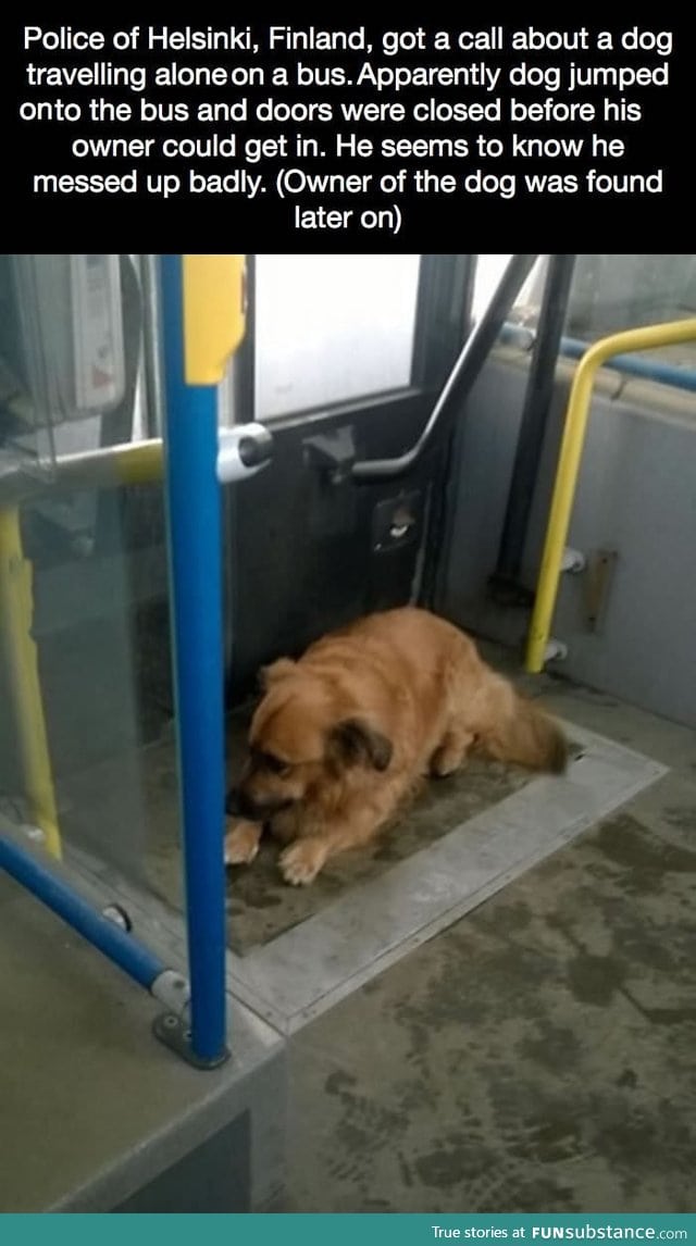 A dog travelling alone in a bus