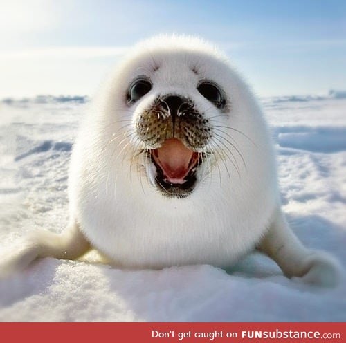 We need more baby seals!